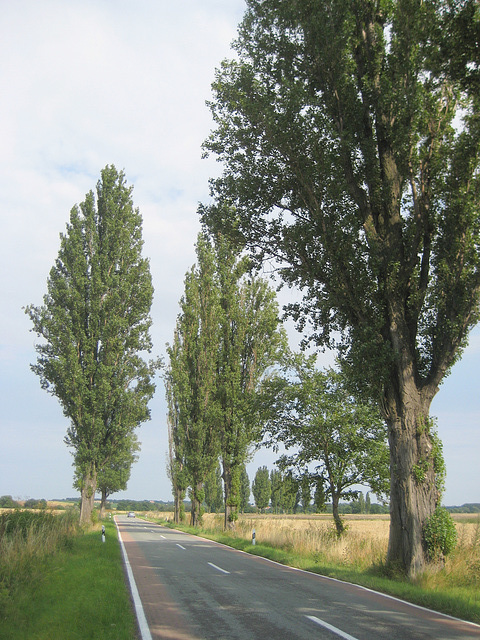 An der Straße zwischen Alsleben und Gnölbzig