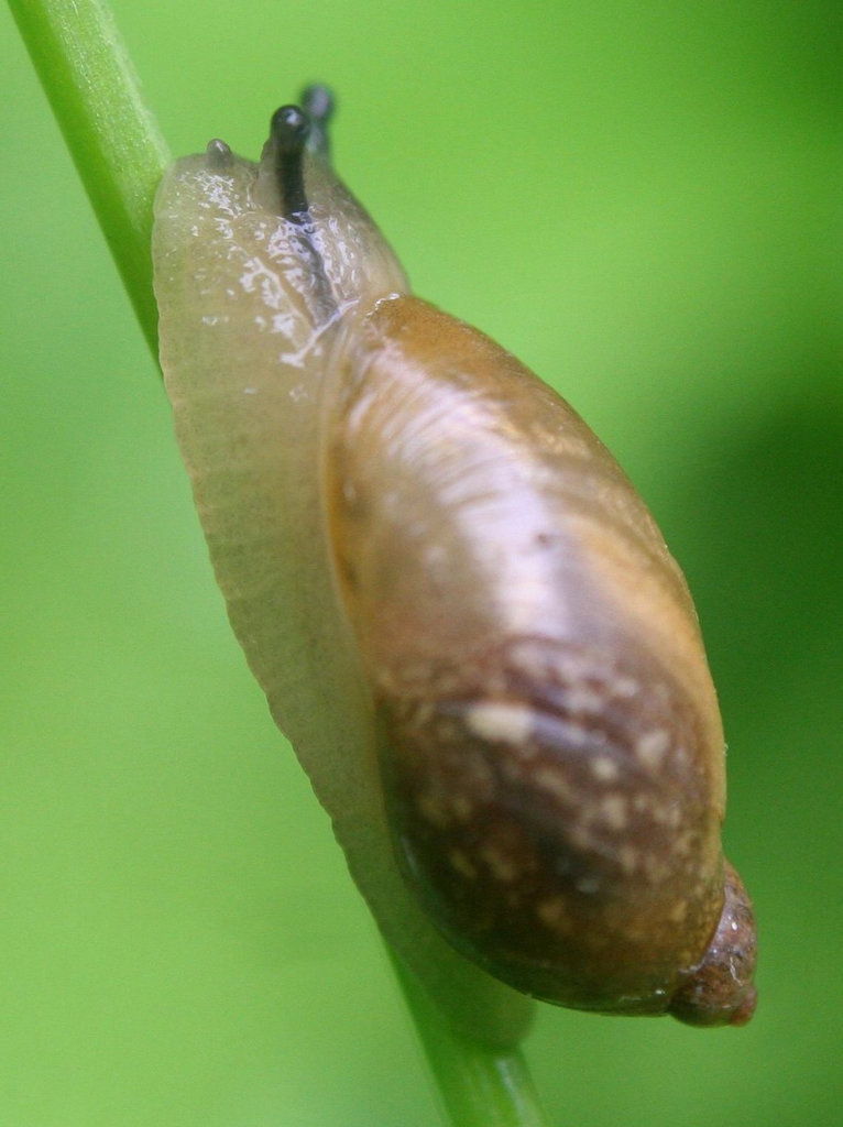 Garden Snail