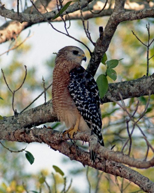 Red-shouldered Hawk