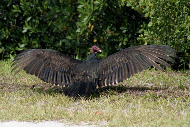 Vulture