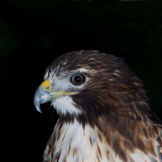 Red-tailed Hawk