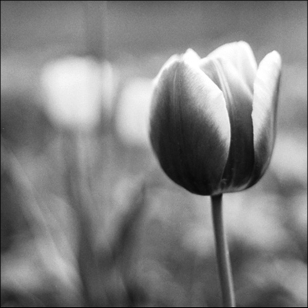 Tulpe, Tulip 01