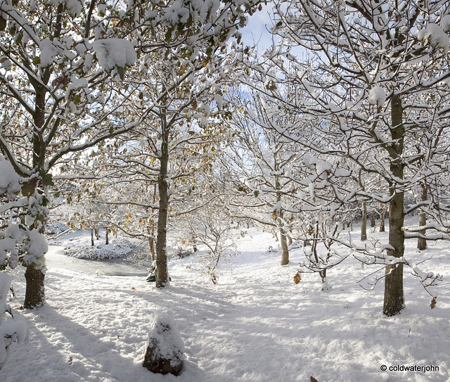 Sun and snow - garden walk Dec 10 2011