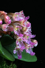 Schoenorchis seidenfadenii