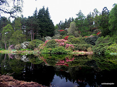 Rhododendrons in bloom by the pond at Blackhills