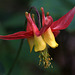 Red Columbine (Aquilegia formosa)