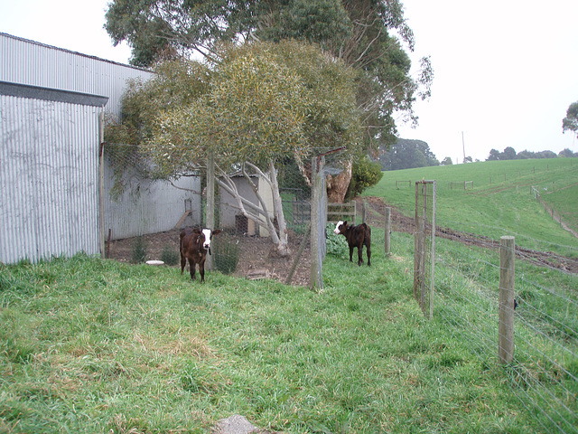 calf mini paddock