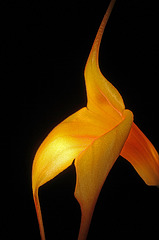 Masdevallia Falcon's Gold