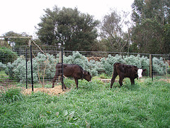 calves in the sheep paddock