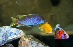 Cichlids