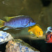 Cichlids