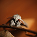 Pale Tussock