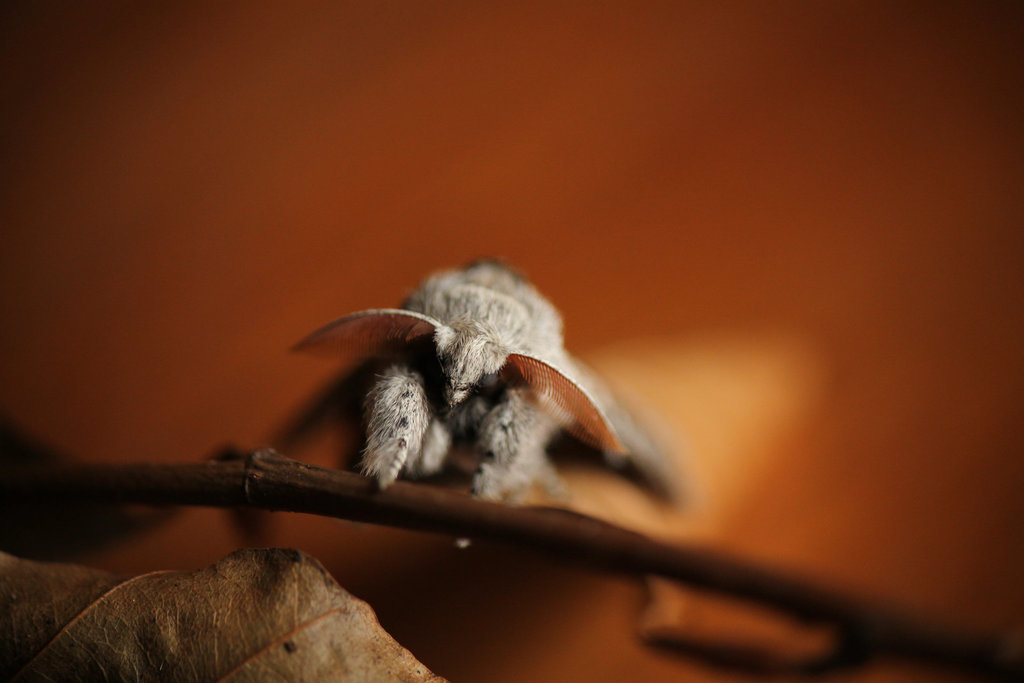 Pale Tussock