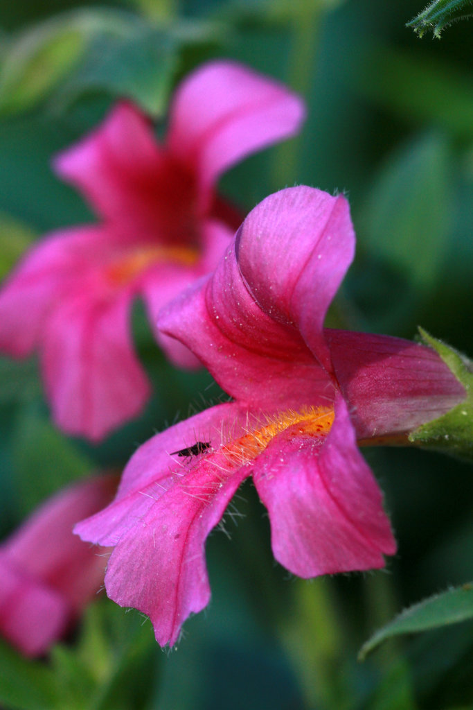 Great Purple Monkeyflower (Mimulus lewisii)