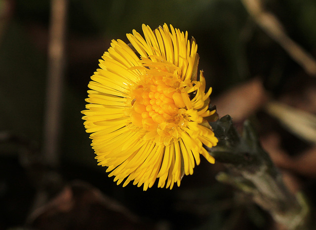 Colt's Foot