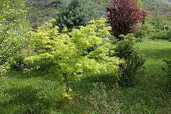 Acer palmatum dissectum