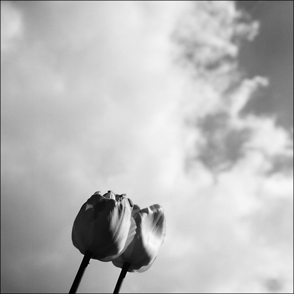 Tulpe, Tulip 02