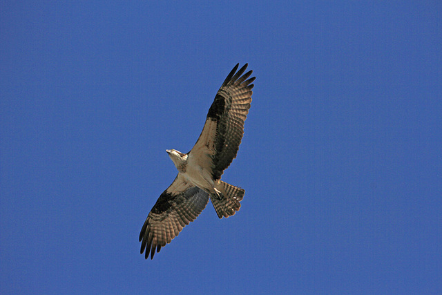 Osprey