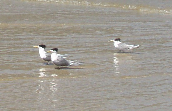 seabirds with mullets