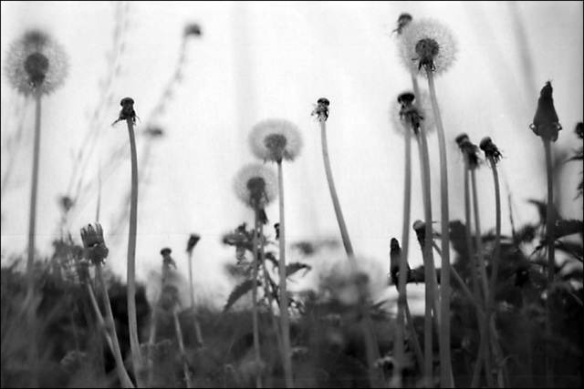 Pusteblume, Dandelion