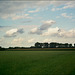 Feld
