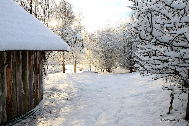 Sun and snow - garden walk Dec 10 2011