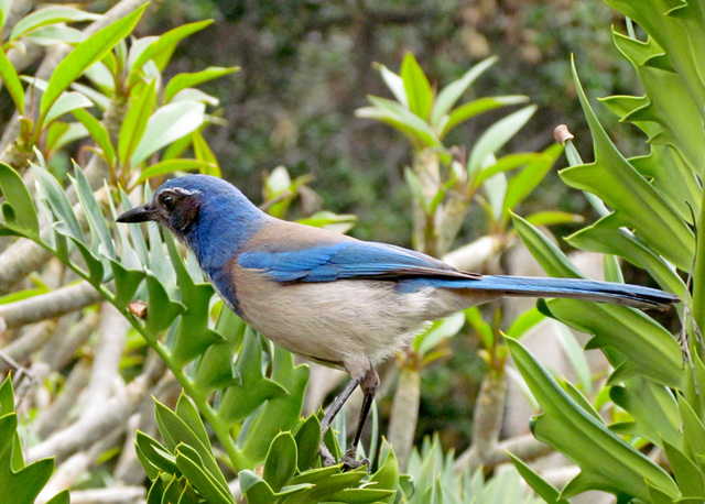 Western Scrub Jay