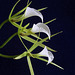 Brassavola nodosa 'Mickey Mouse'