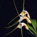 Masdevallia constricta