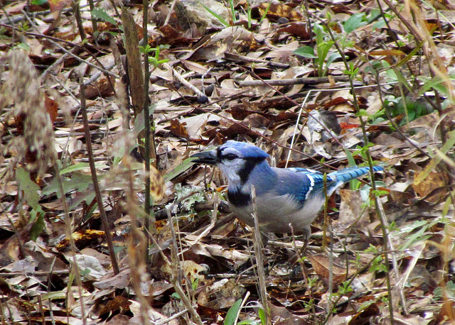 Blue Jay