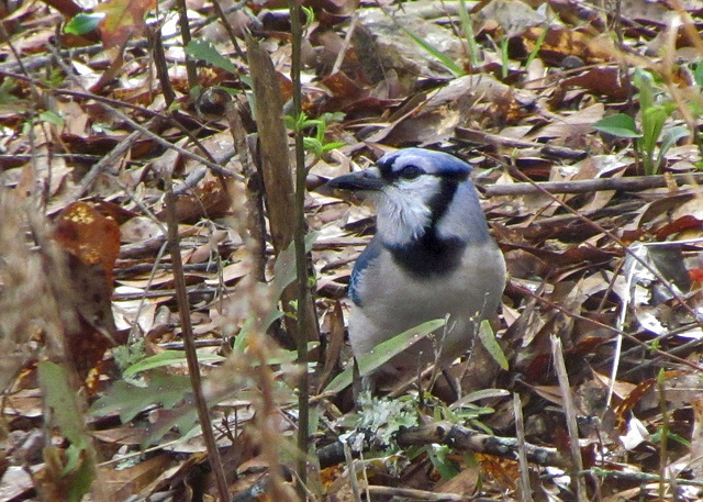 Blue Jay