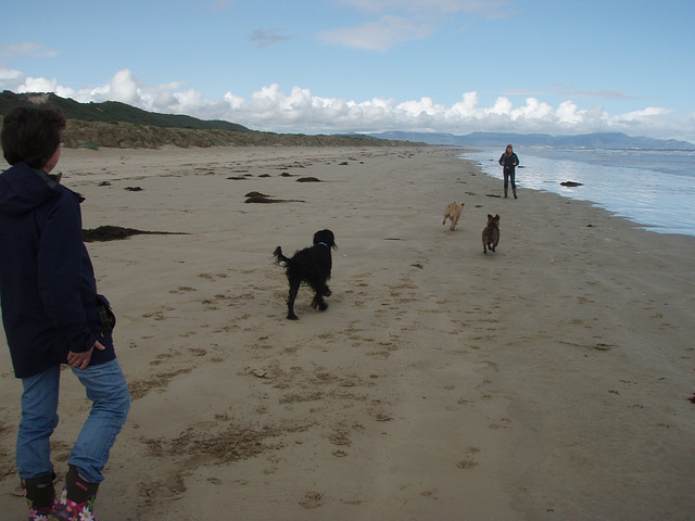 doggy fun at Sandy Point