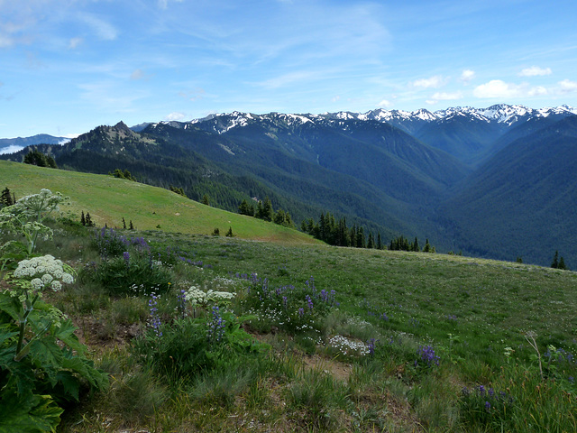 Hurricane Ridge, Olympic National Park