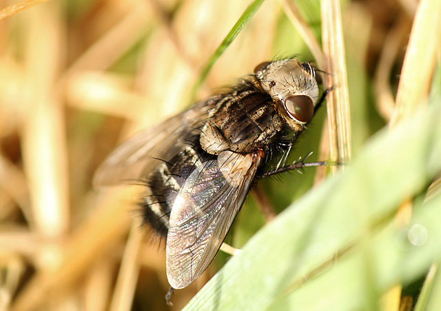 Wide eyed Fly