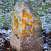 Lichens and mosses by the dozen 5266320491 o