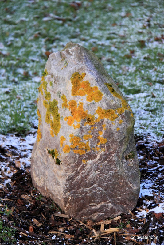 Lichens and mosses by the dozen 5266320491 o