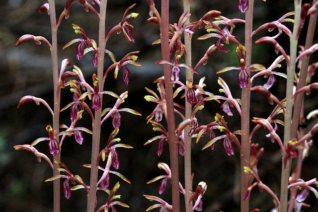 Western Coralroot