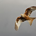 Pale Red Kite Female