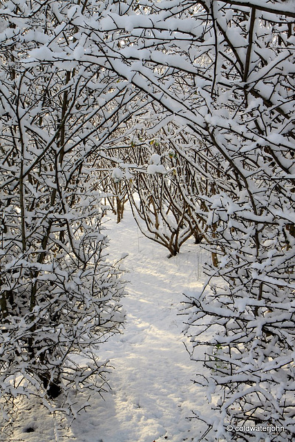 Sun and snow - garden walk Dec 10 2011