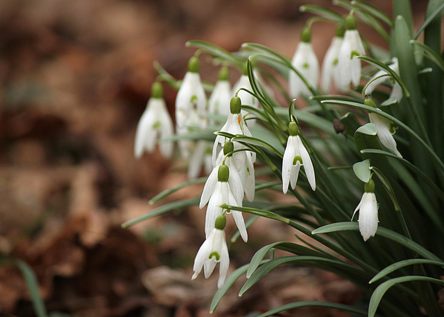 Snow Drops