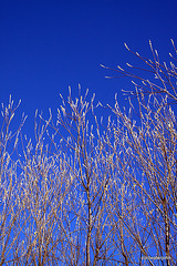 Blue skies and willow catkins