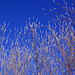 Blue skies and willow catkins