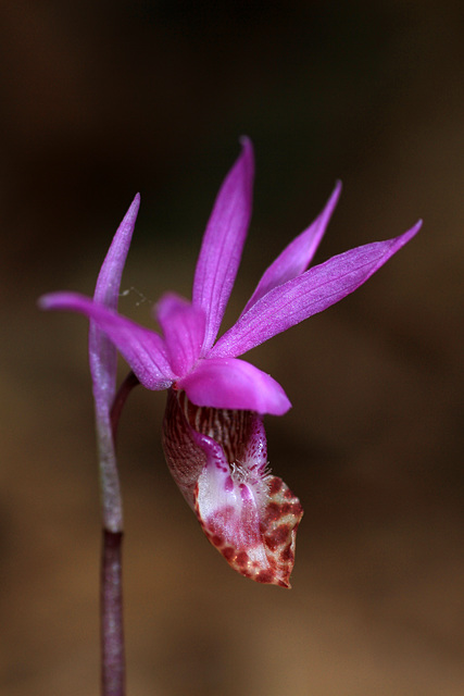 Fairy Slipper (Calypso bulbosa var. occidentalis)