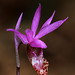 Fairy Slipper (Calypso bulbosa var. occidentalis)