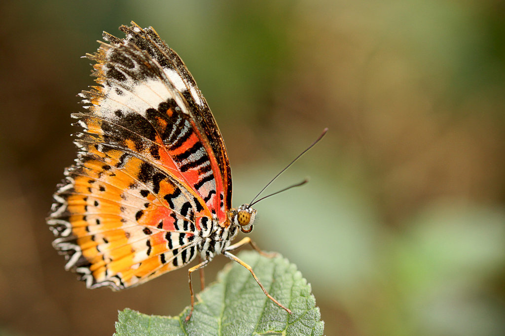 Leopard Lacewing Side