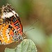 Leopard Lacewing Side