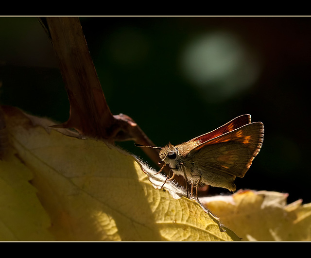 Skipper on Yellowing Blackberry Leaf