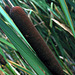 IMG 4512