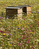 beehives in the flower meadow
