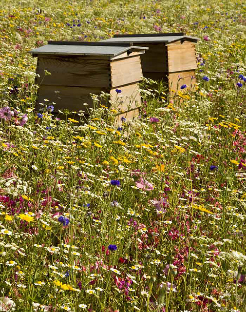 beehives in the flower meadow